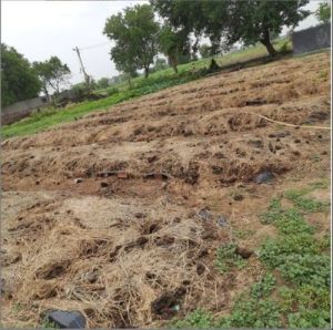 Natural Vermicompost Manure