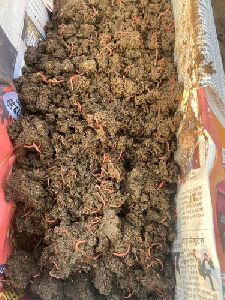 Vermicompost Earthworms