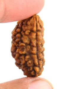 1 Mukhi Rudraksha