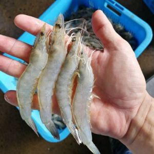 Fresh Shrimp