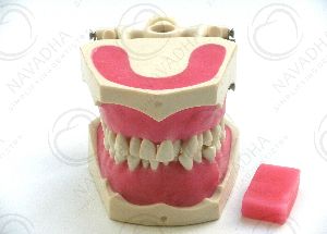 Orthodontic dental phantom head manikin