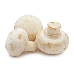 Fresh Button Mushroom