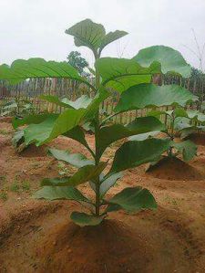 Teak Plant