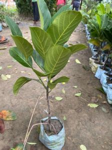 Thai Jackfruit Plant