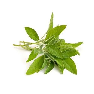 SAGE EXTRACT