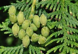 Thuja Oil