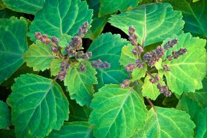 Patchouli Herb