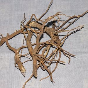 vinca rosea roots