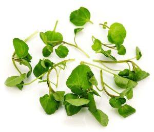 Fresh Watercress