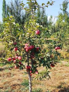 golden delicious apples