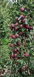 Kullu Apples