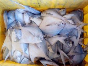 Silver Pomfret Fish