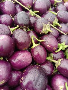 Brinjal