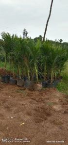 Coconut Plants