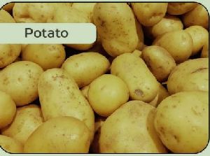 Fresh Potato