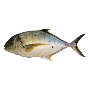 trevally