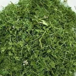 Freeze Dried Coriander