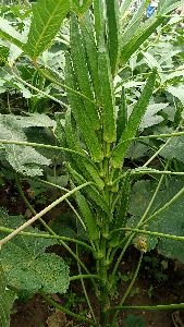 hybrid bhindi seeds