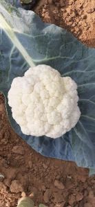 Hybrid Cauliflower Seeds