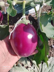 Hybrid Egg Plant Seeds