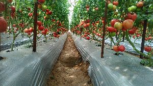 Hybrid Tomato Seeds