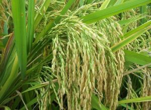 Paddy Seeds