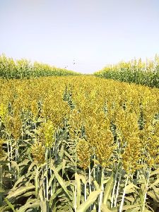 Sorghum Seeds