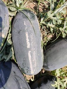 Watermelon Seeds