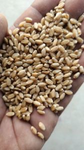 Wheat Seeds