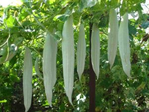 Hybrid Snake Gourd Seeds