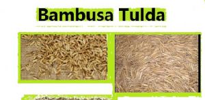 Bambusa Tulda seed