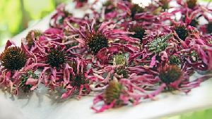 Echinacea Dry Flowers