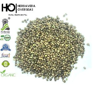 Hemp Bhang Seeds