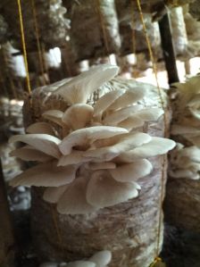 Fresh Oyster Mushroom