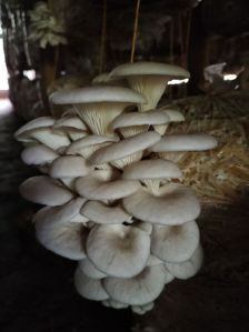 Oyster Mushroom