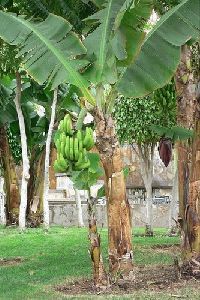 Banana Plants