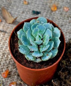 Echeveria Elegans Plant