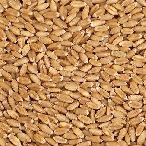 Wheat Grain