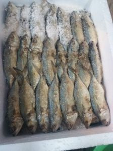 Dry Bangda Fish