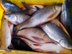 Live Rohu Fish