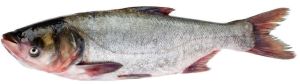 Live Silver Carp Fish