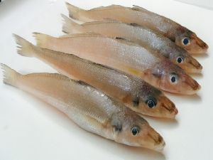 Live Silver Sillago Fish