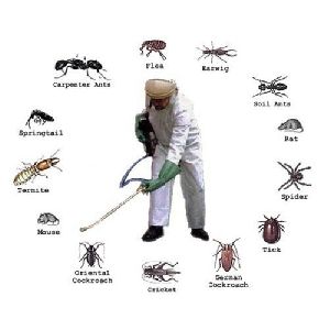 Pest Control Management Services