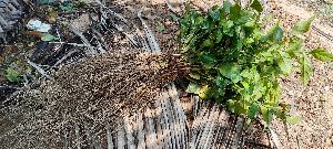 Medium sizeJasmine plants