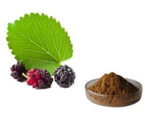 Mulberry Leaf Extract Powder