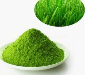 Wheat Grass Extract Powder