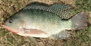 Monosex Nile tilapia