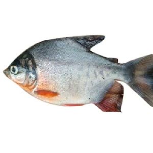 Rupchanda Fish Seed