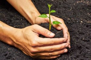 vermicompost