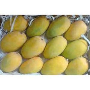 kesar mango